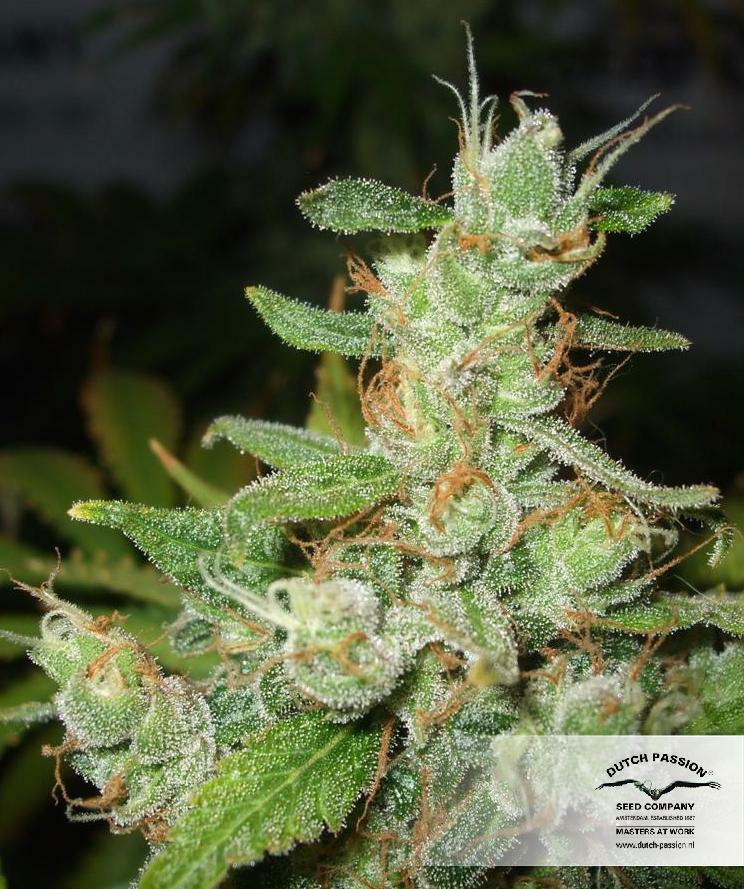 Dutch Passion - Orange Hill Special (fem.)