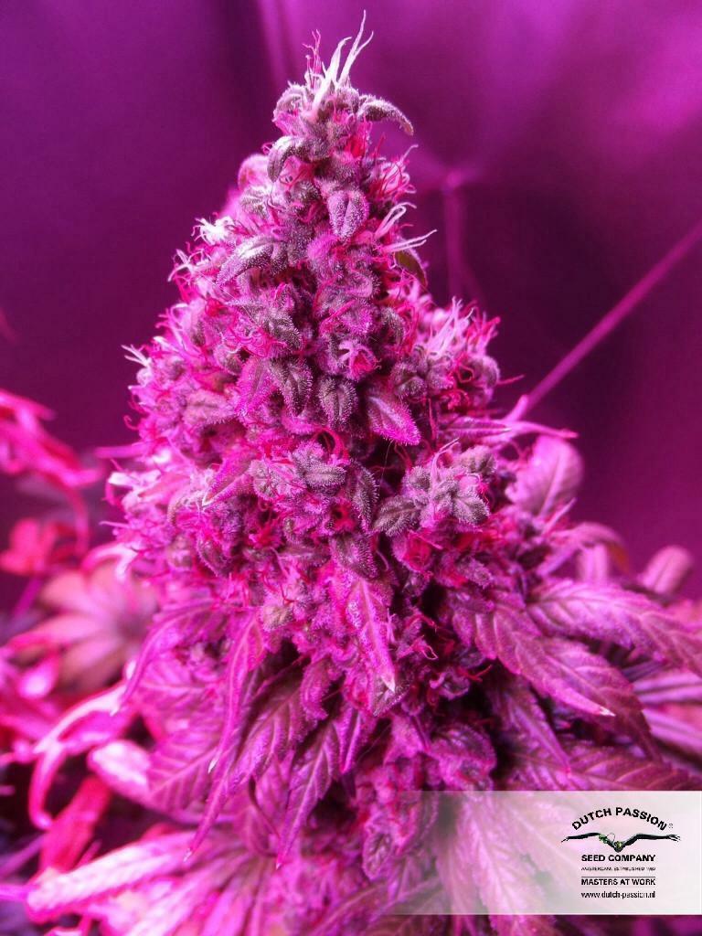 Dutch Passion - Orange Hill Special (fem.)
