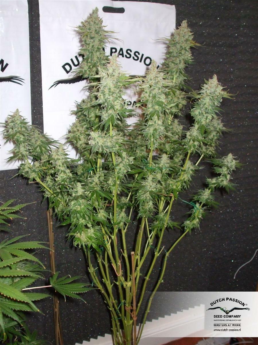 Dutch Passion - Orange Hill Special (fem.)