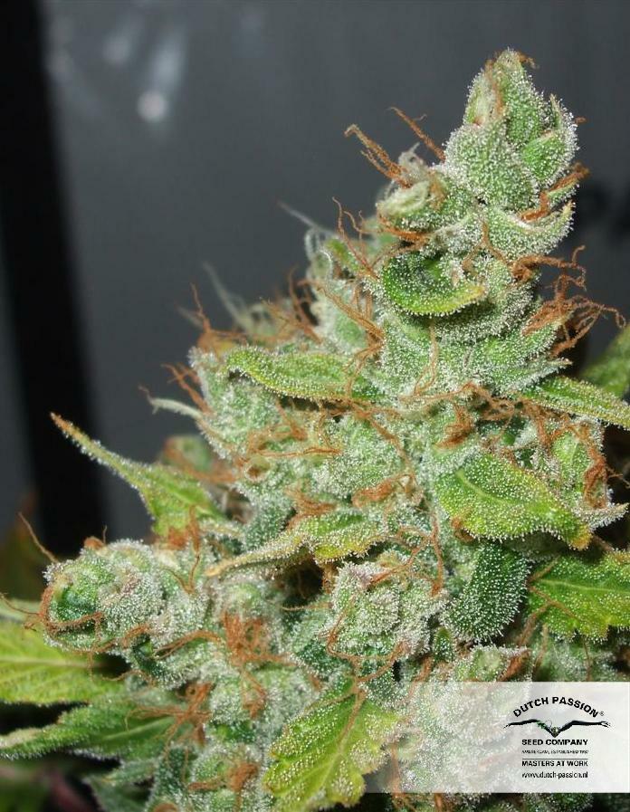 Dutch Passion - Orange Hill Special (fem.)