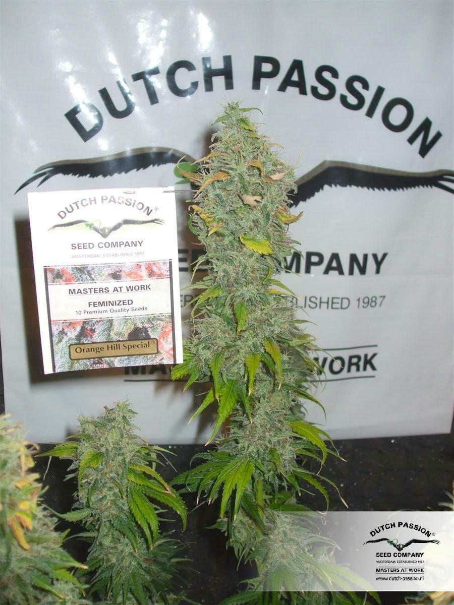 Dutch Passion - Orange Hill Special (fem.)