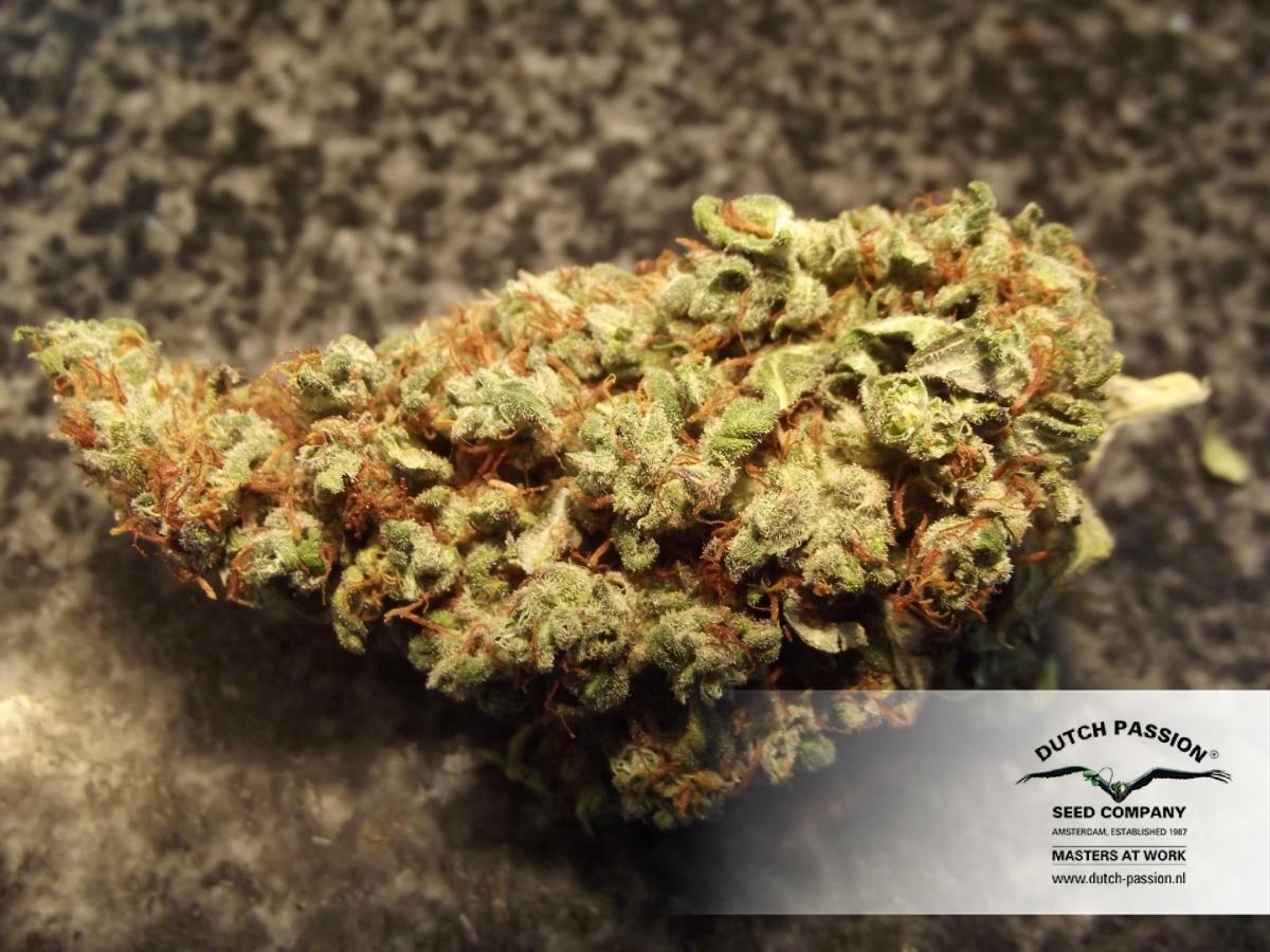 Dutch Passion - Orange Hill Special (fem.)