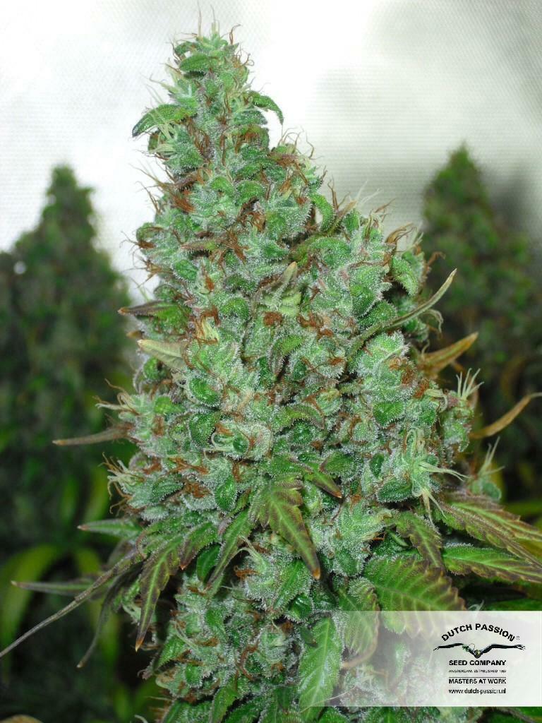 Dutch Passion - Orange Hill Special (fem.)
