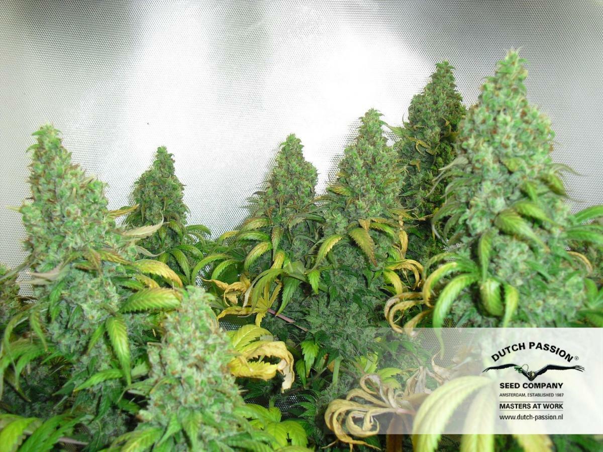 Dutch Passion - Orange Hill Special (fem.)