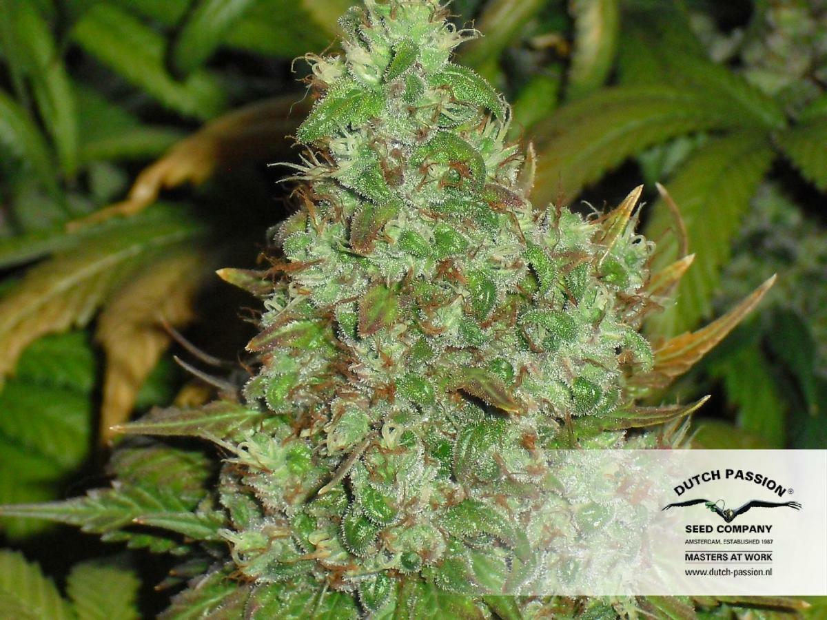 Dutch Passion - Orange Hill Special (fem.)