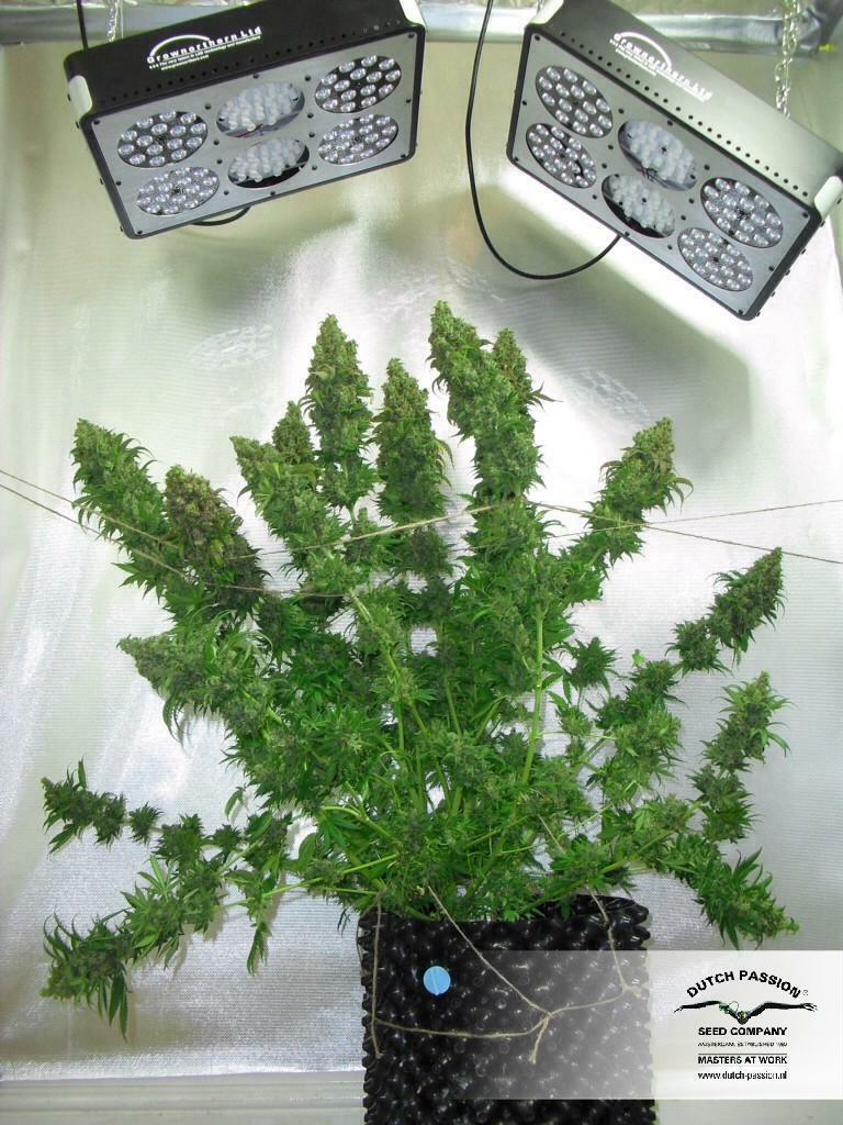 Dutch Passion - Orange Hill Special (fem.)
