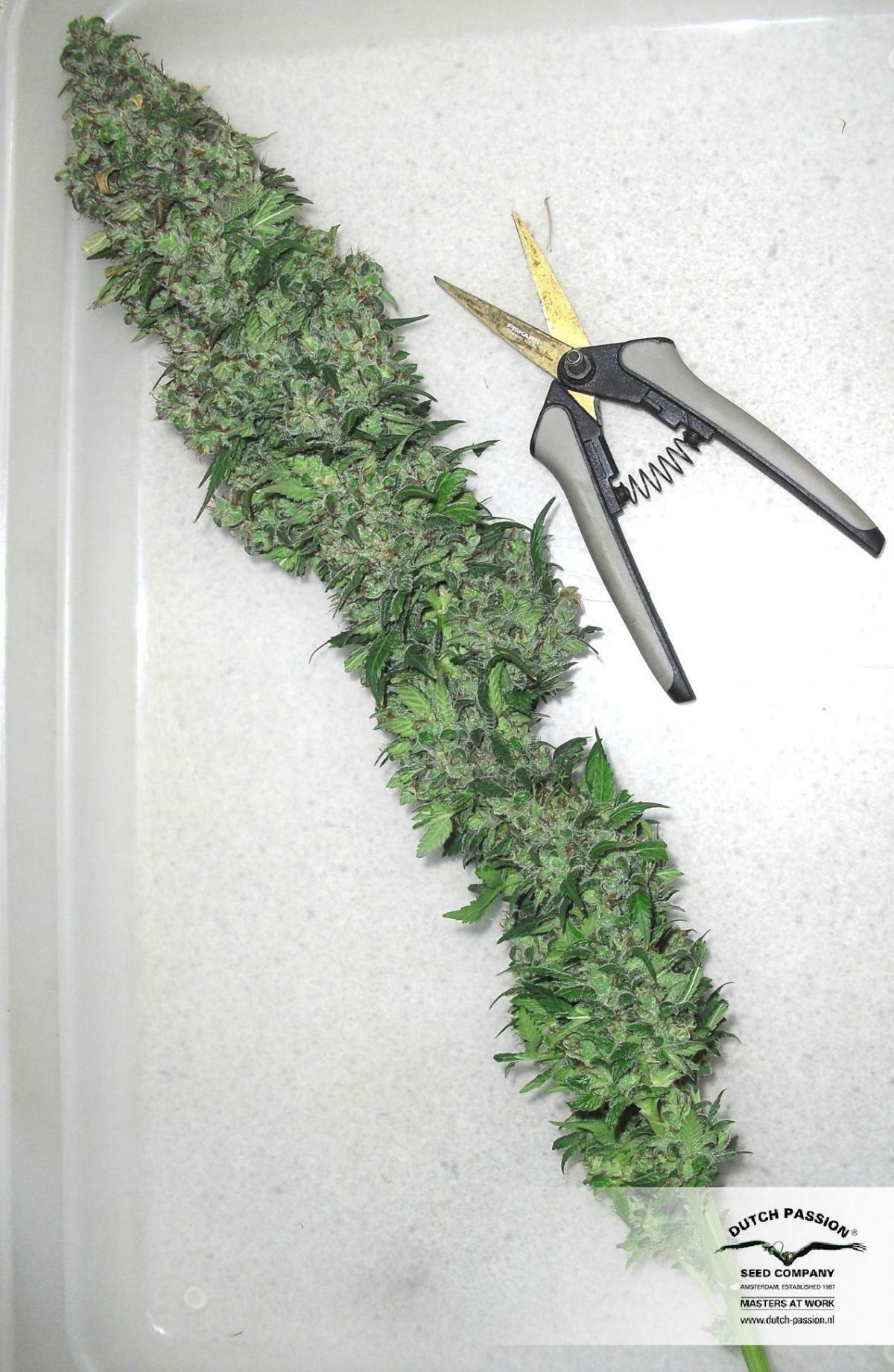 Dutch Passion - Orange Hill Special (fem.)