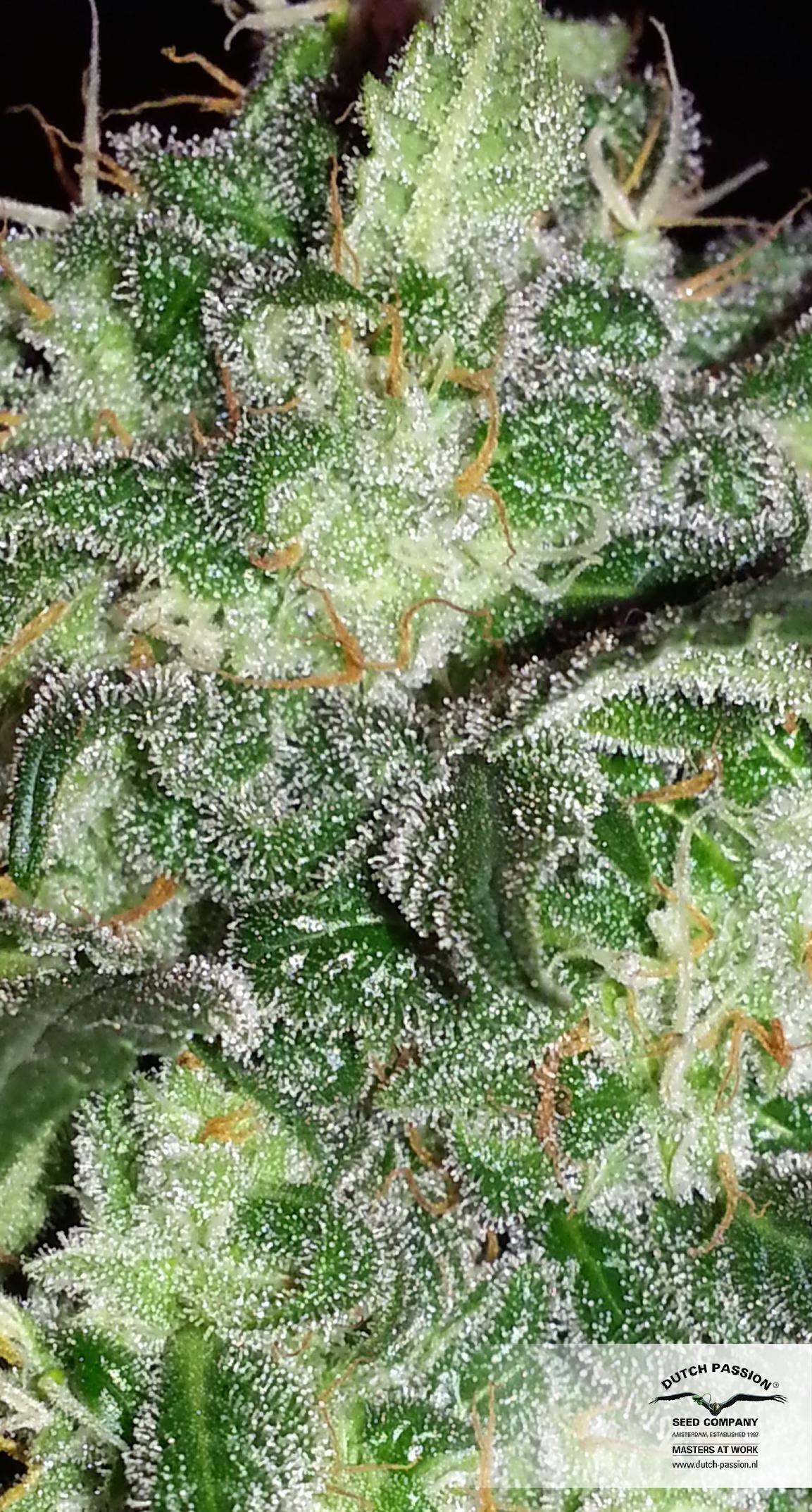 Dutch Passion - Orange Hill Special (fem.)
