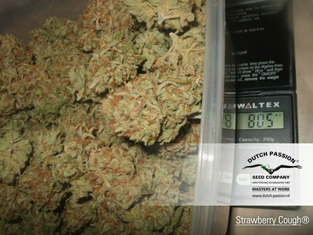 Dutch Passion - Strawberry Cough (fem.)