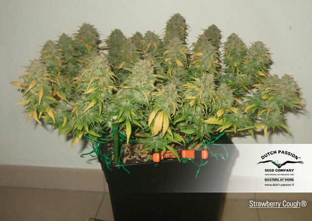 Dutch Passion - Strawberry Cough (fem.)