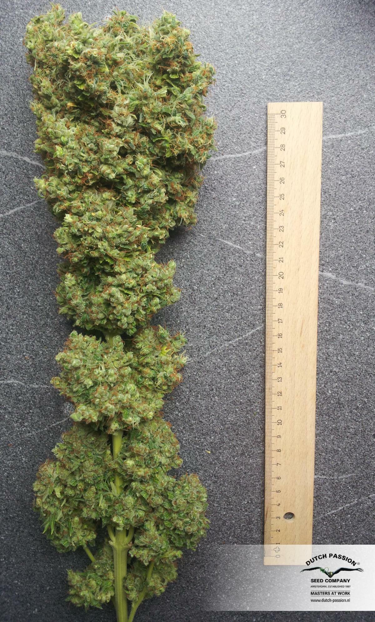 Dutch Passion - Strawberry Cough (fem.)