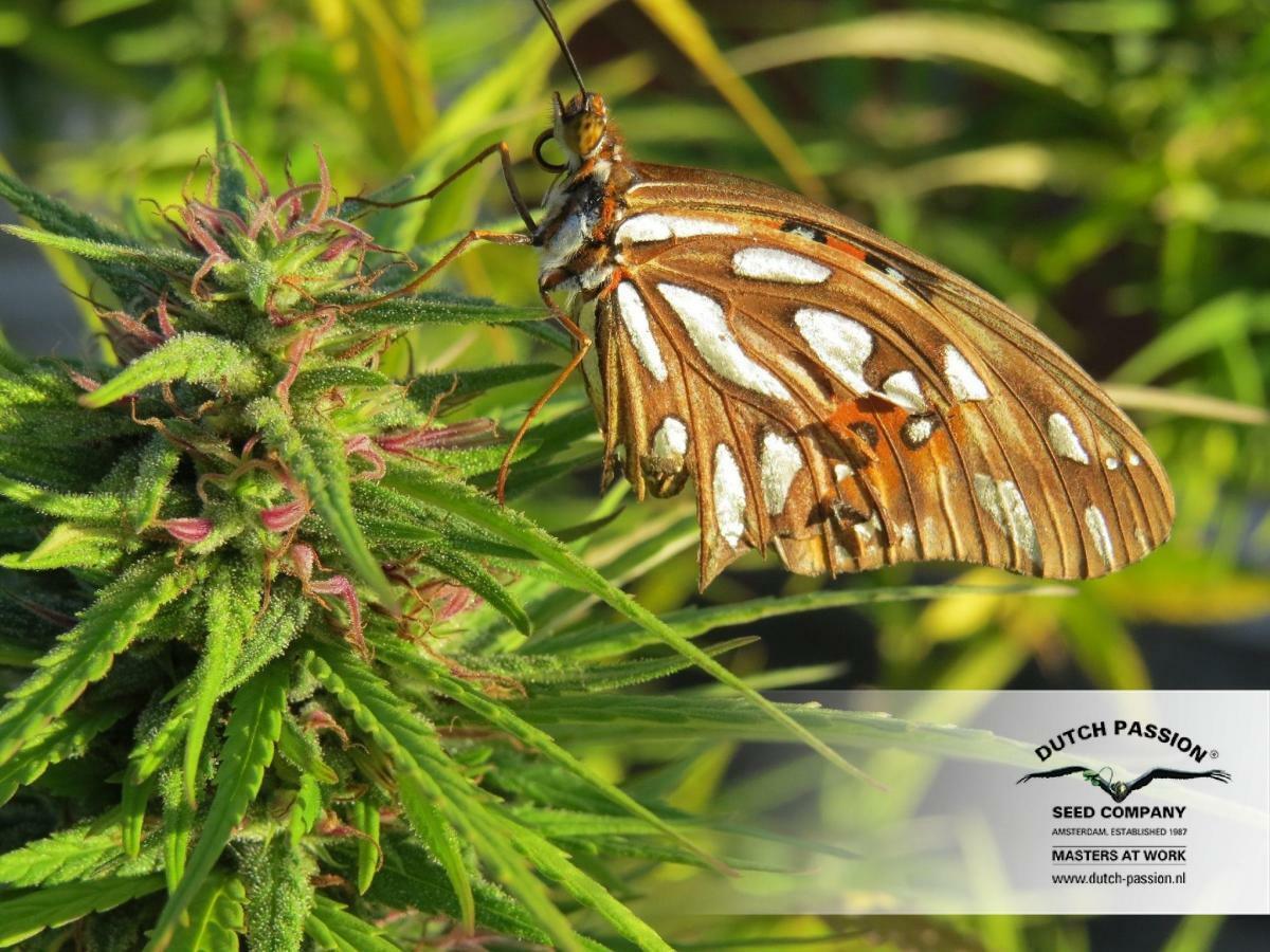 Dutch Passion - Strawberry Cough (fem.)