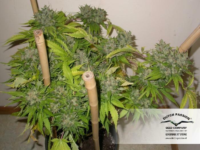 Dutch Passion - Strawberry Cough (fem.)