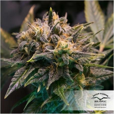Dutch Passion - Strawberry Cough (fem.)