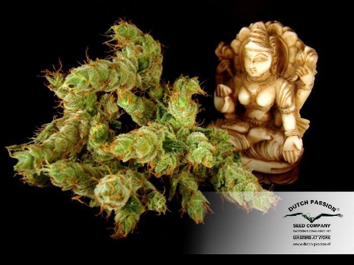 Dutch Passion - Strawberry Cough (fem.)