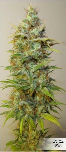 Dutch Passion - Strawberry Cough (fem.)