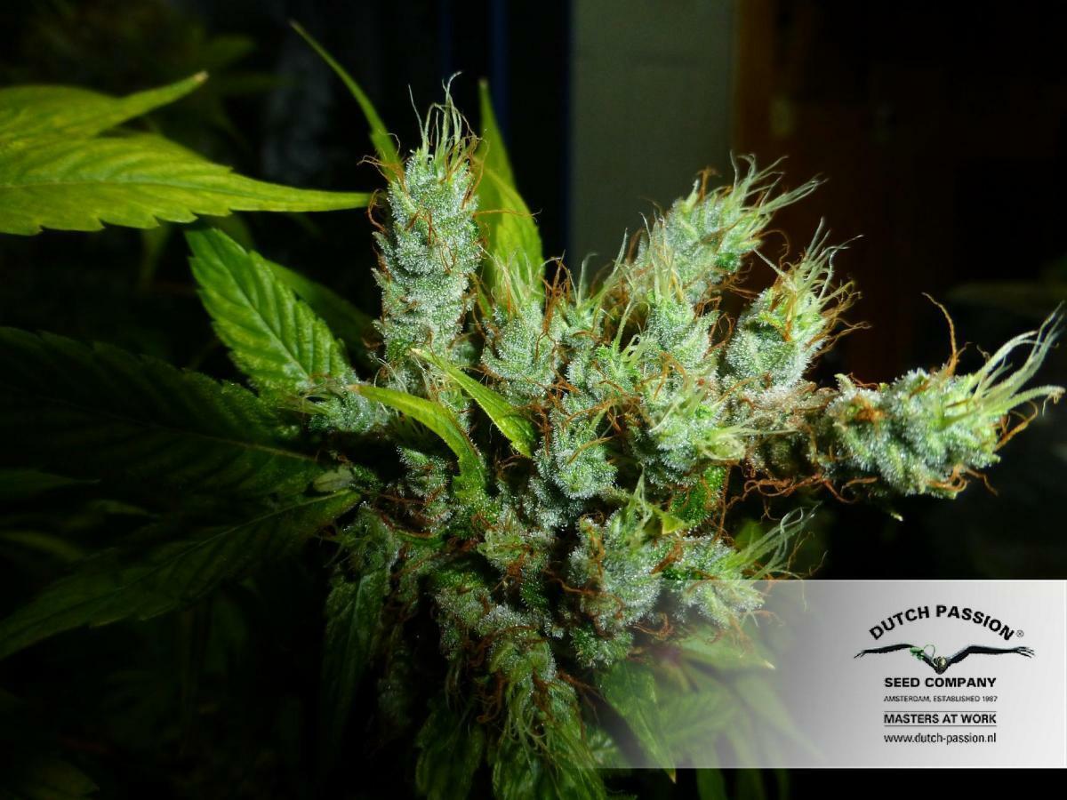 Dutch Passion - Strawberry Cough (fem.)