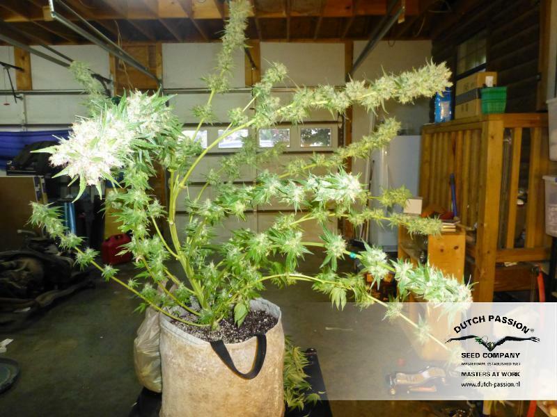Dutch Passion - Strawberry Cough (fem.)
