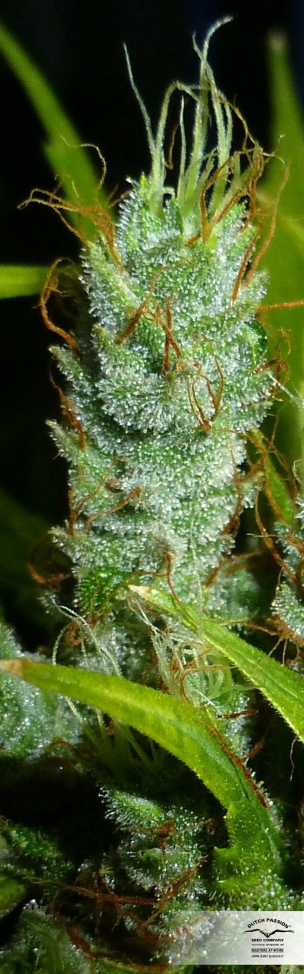 Dutch Passion - Strawberry Cough (fem.)