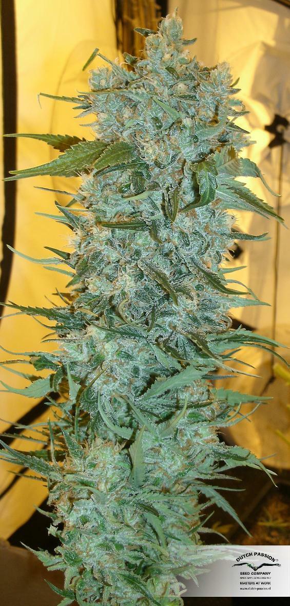 Dutch Passion - Strawberry Cough (fem.)