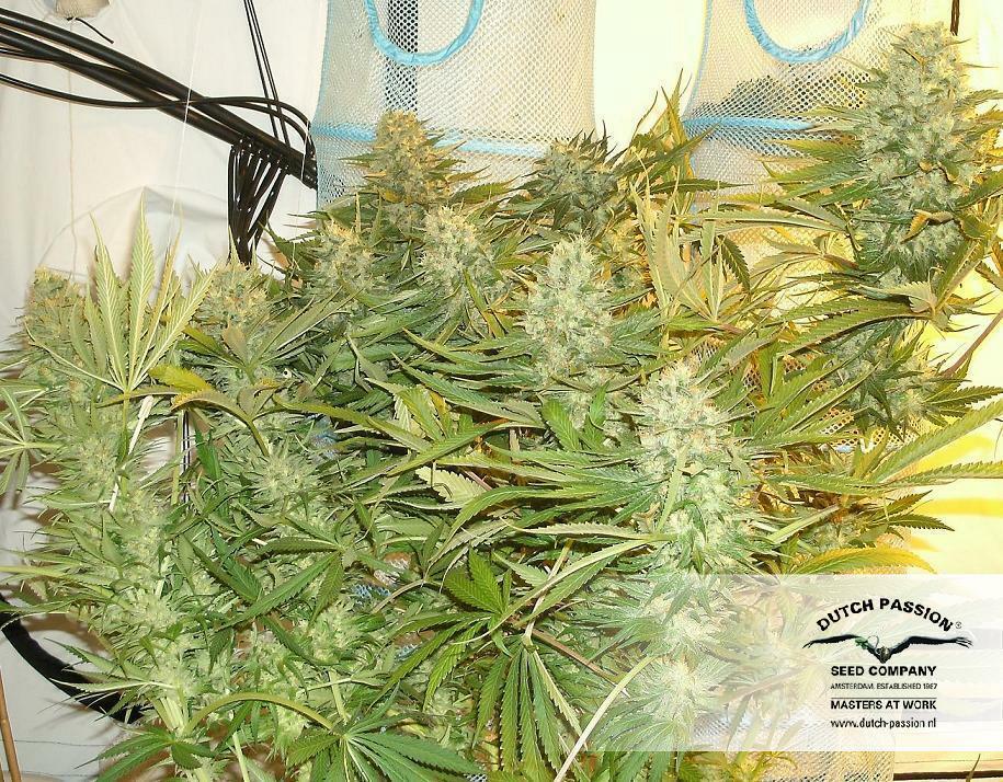 Dutch Passion - Strawberry Cough (fem.)