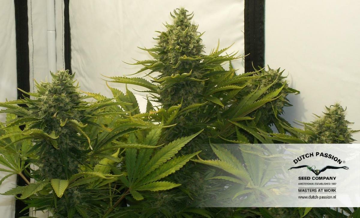 Dutch Passion - Strawberry Cough (fem.)