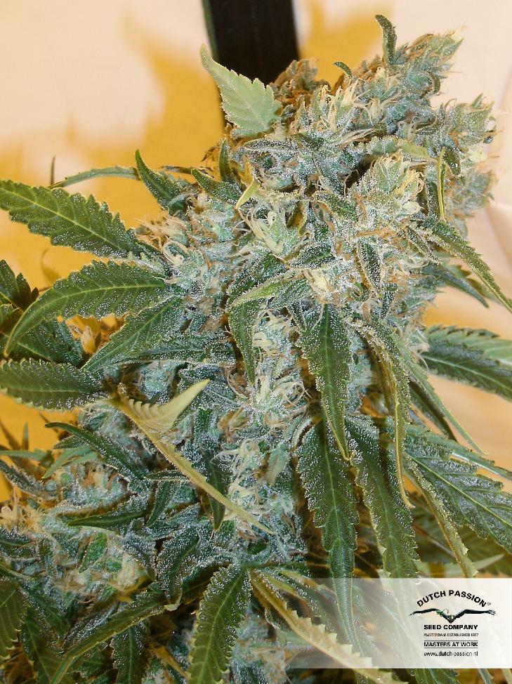 Dutch Passion - Strawberry Cough (fem.)