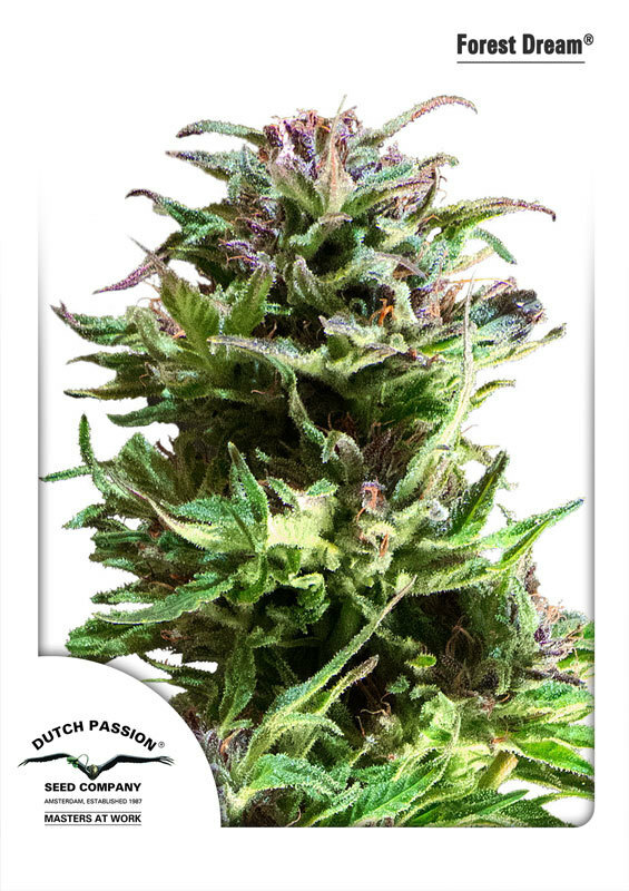 Dutch Passion - Forest Dream (fem.)