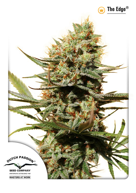 Dutch Passion - The Edge ® (fem.)