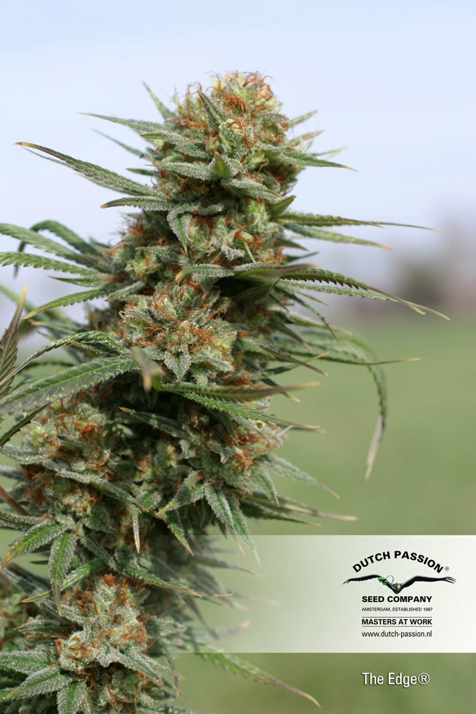 Dutch Passion - The Edge ® (fem.)