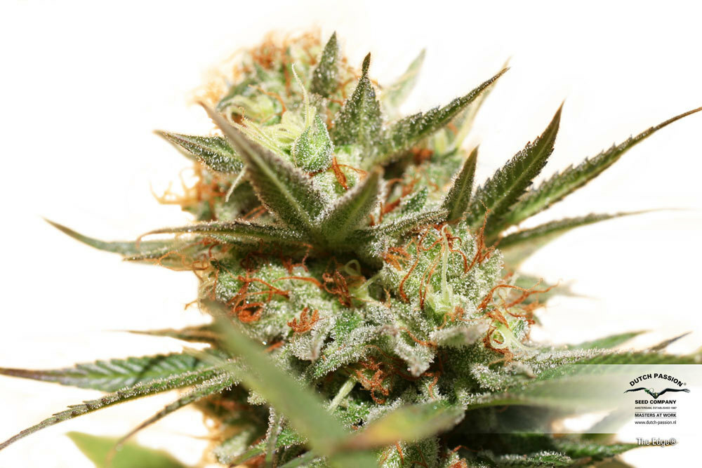 Dutch Passion - The Edge ® (fem.)