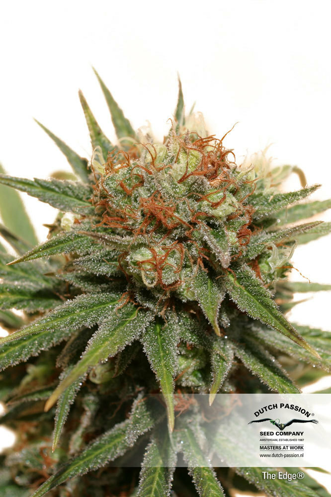 Dutch Passion - The Edge ® (fem.)