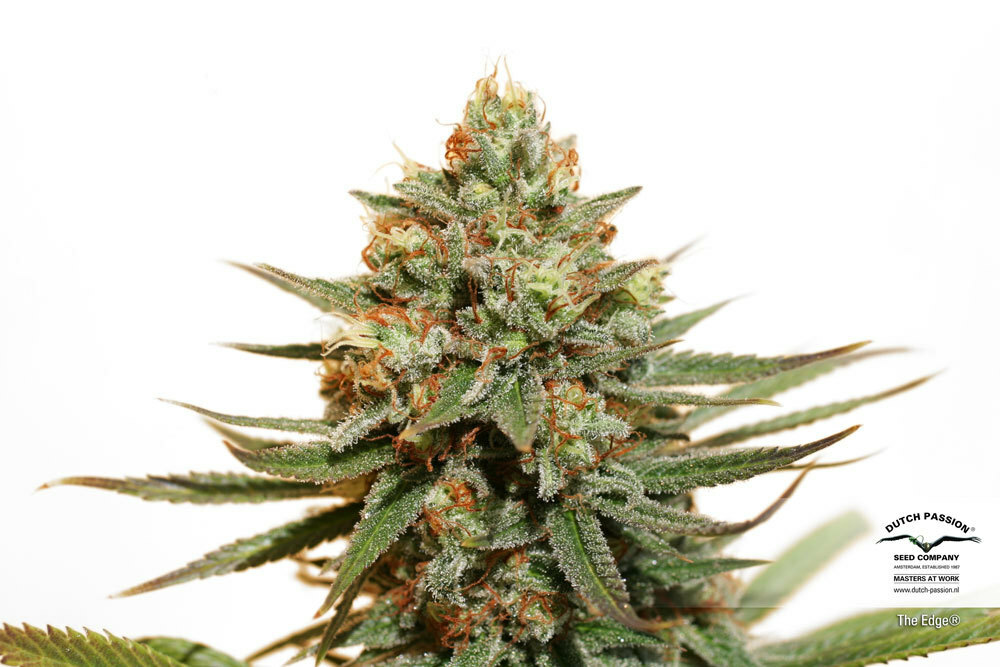 Dutch Passion - The Edge ® (fem.)