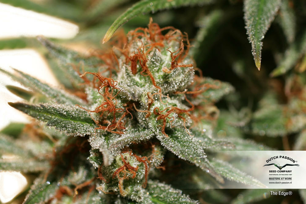 Dutch Passion - The Edge ® (fem.)