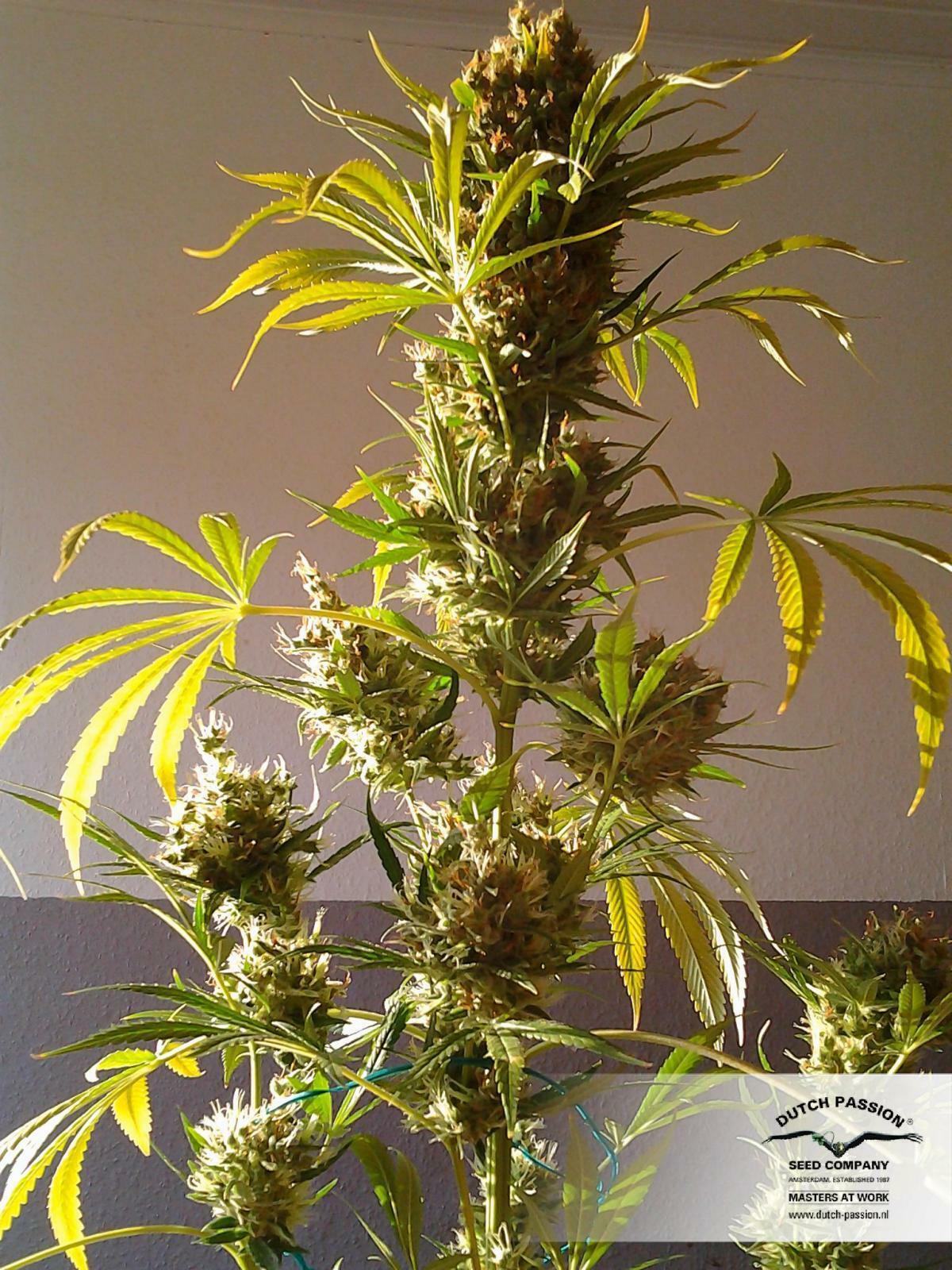 Dutch Passion - The Edge ® (fem.)