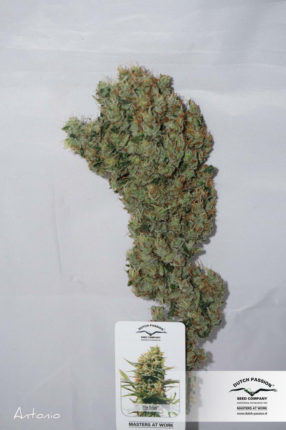 Dutch Passion - The Edge ® (fem.)