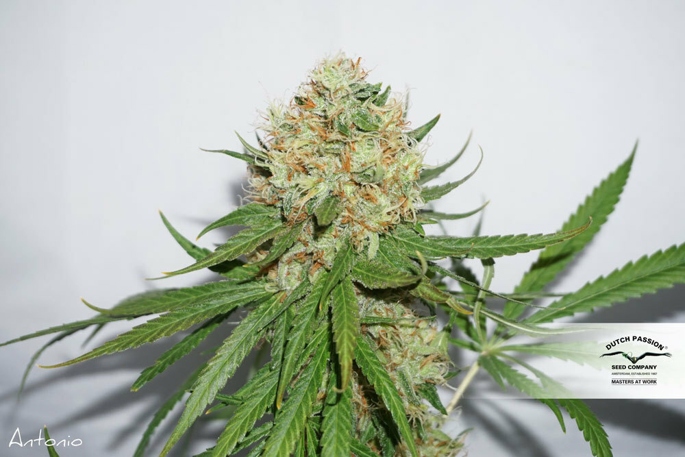Dutch Passion - The Edge ® (fem.)