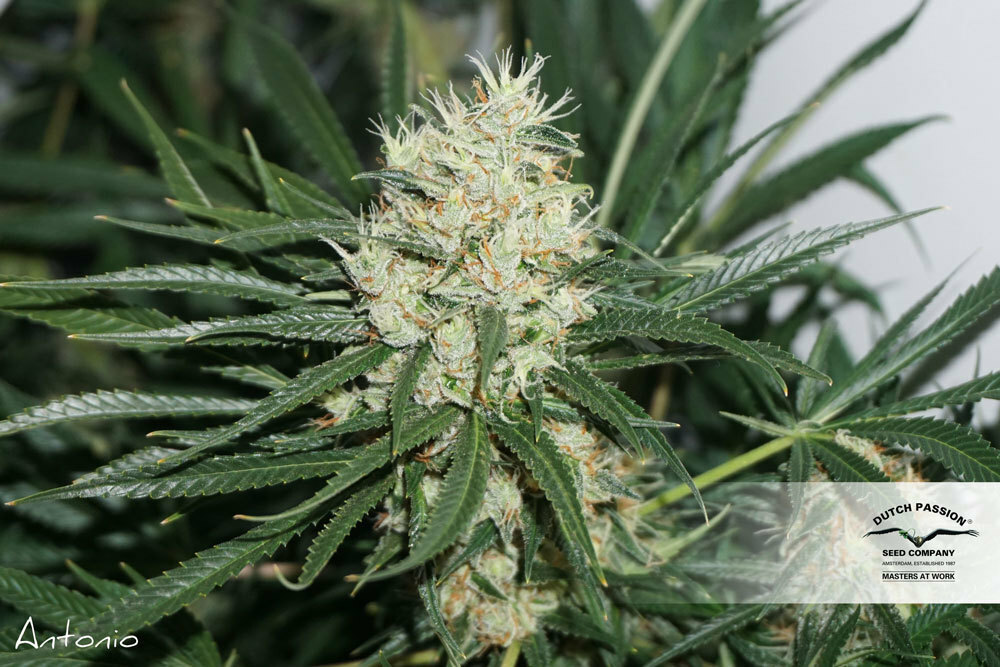 Dutch Passion - The Edge ® (fem.)