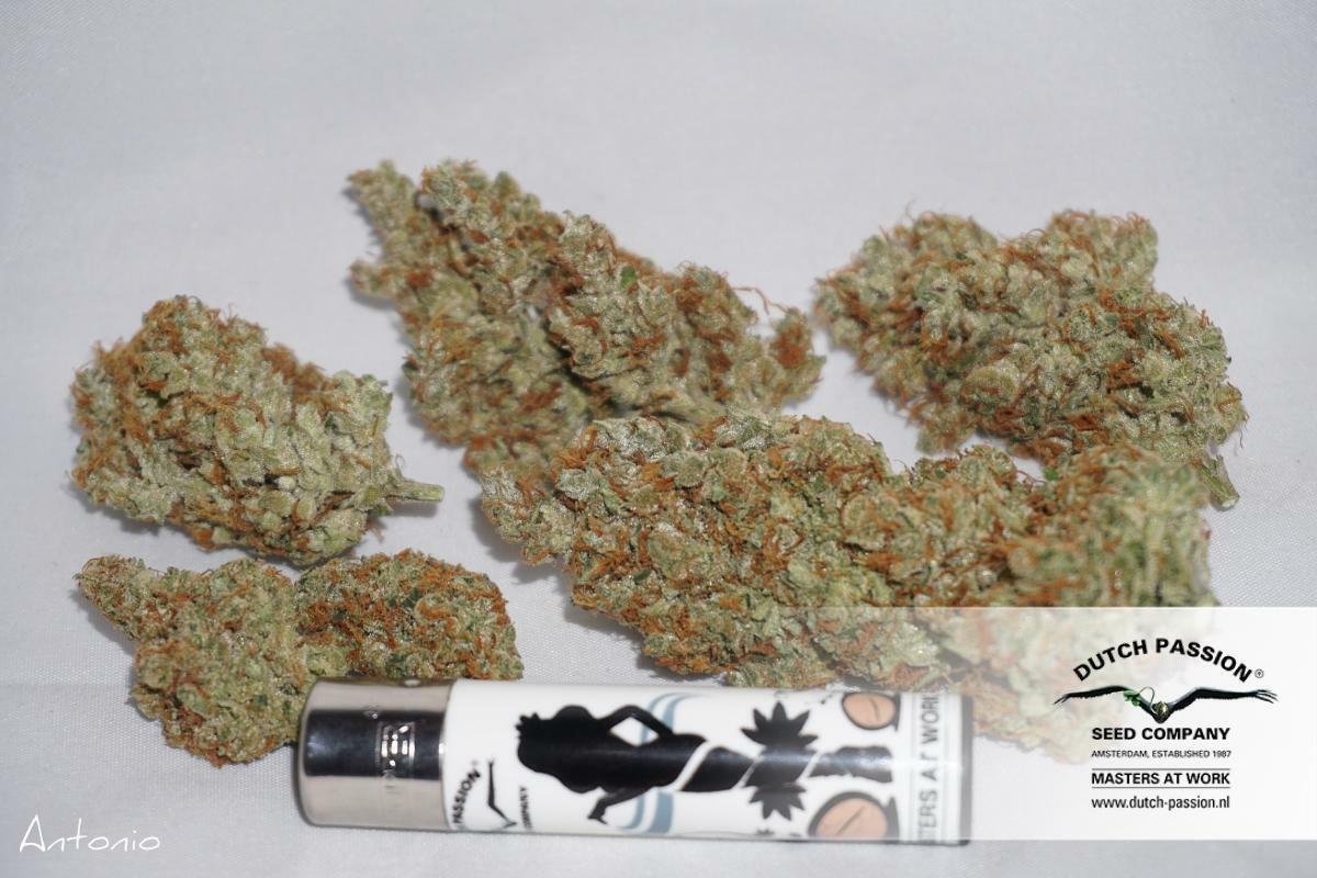 Dutch Passion - The Edge ® (fem.)