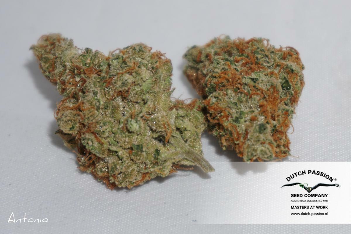Dutch Passion - The Edge ® (fem.)