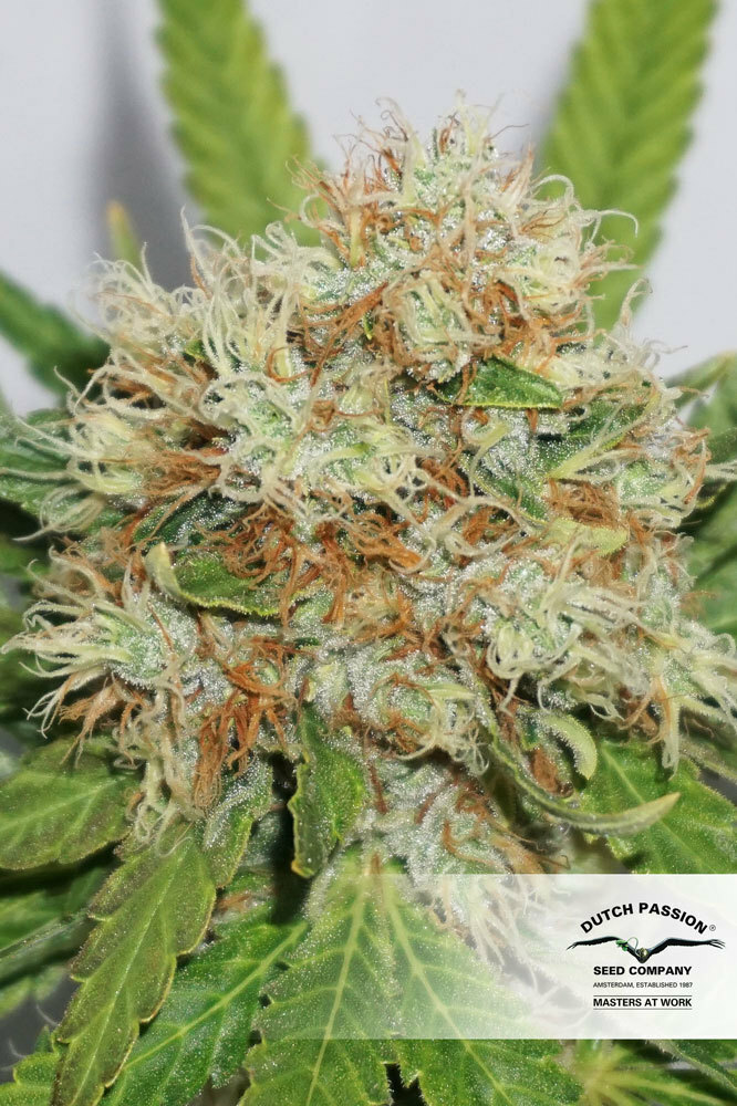Dutch Passion - The Edge ® (fem.)