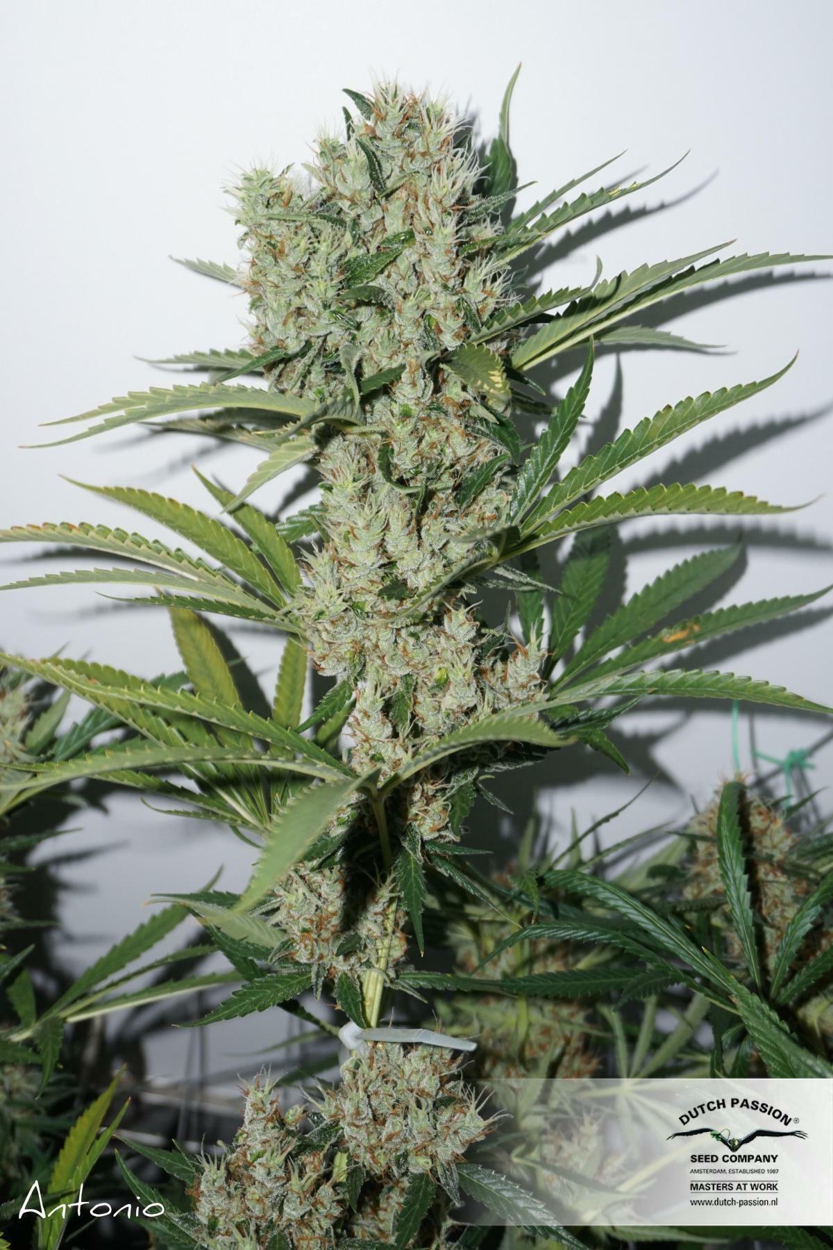Dutch Passion - The Edge ® (fem.)