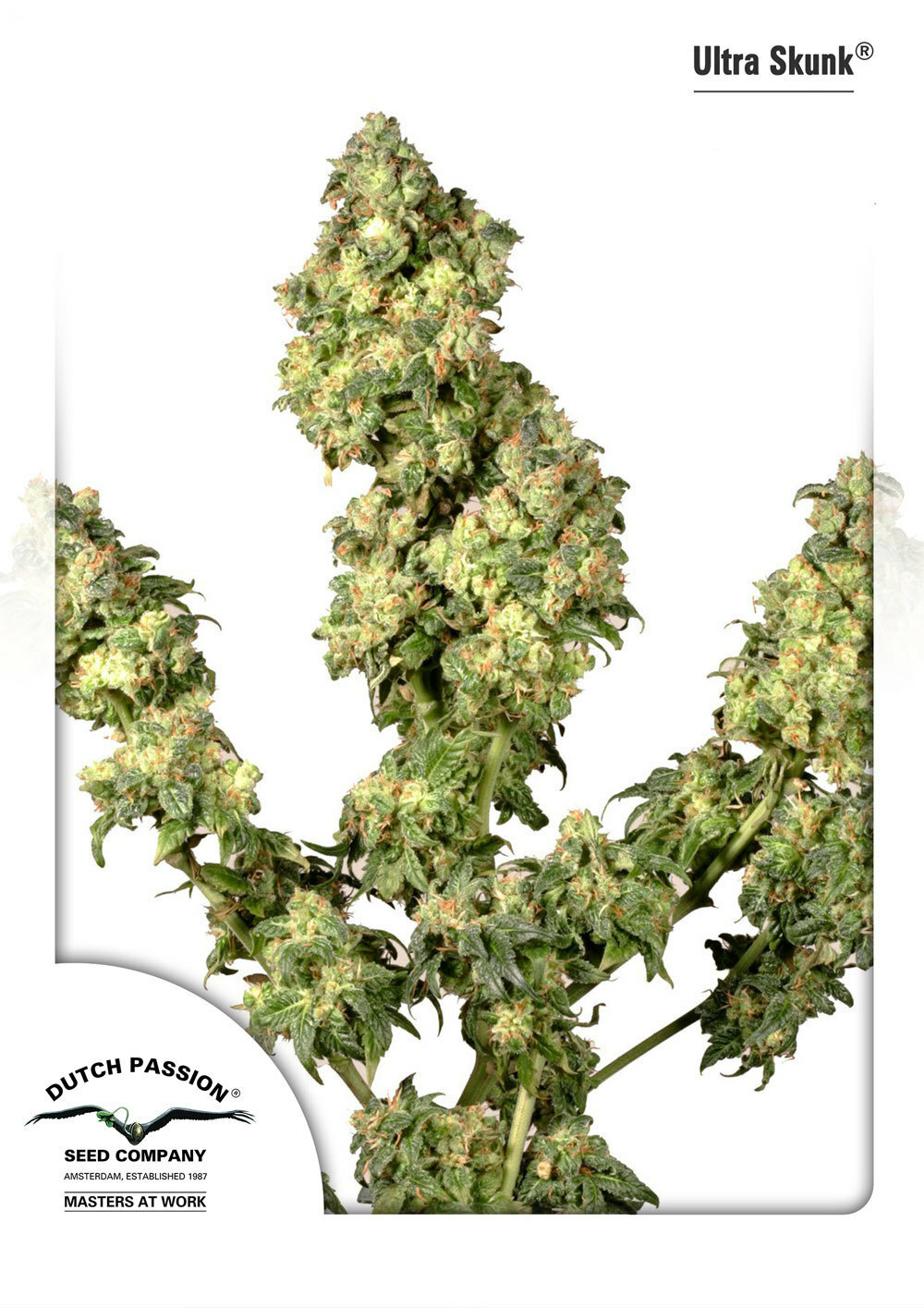 Dutch Passion - Ultra Skunk ® (fem.)