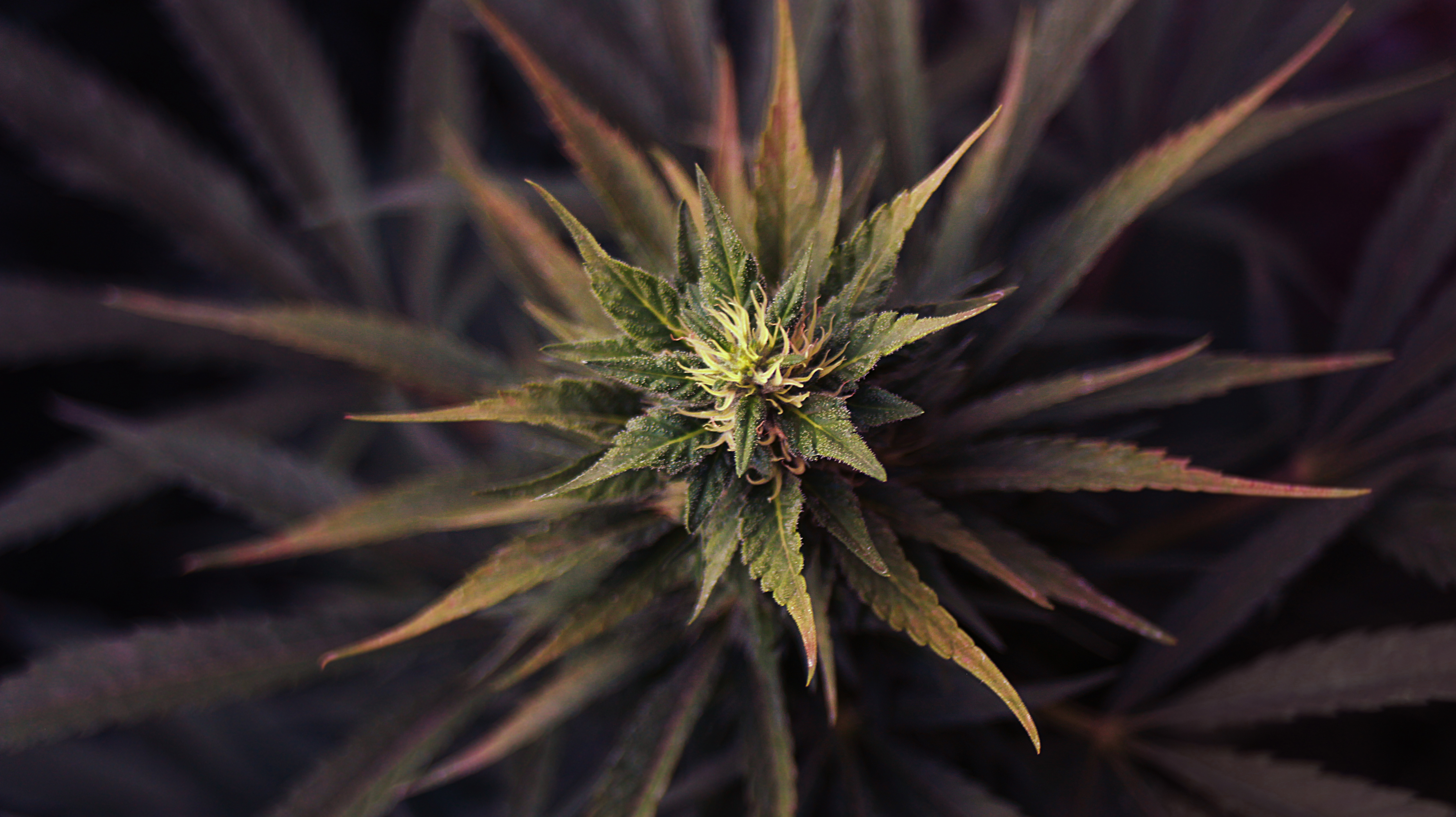 Dutch Passion - Ultra Skunk ® (fem.)