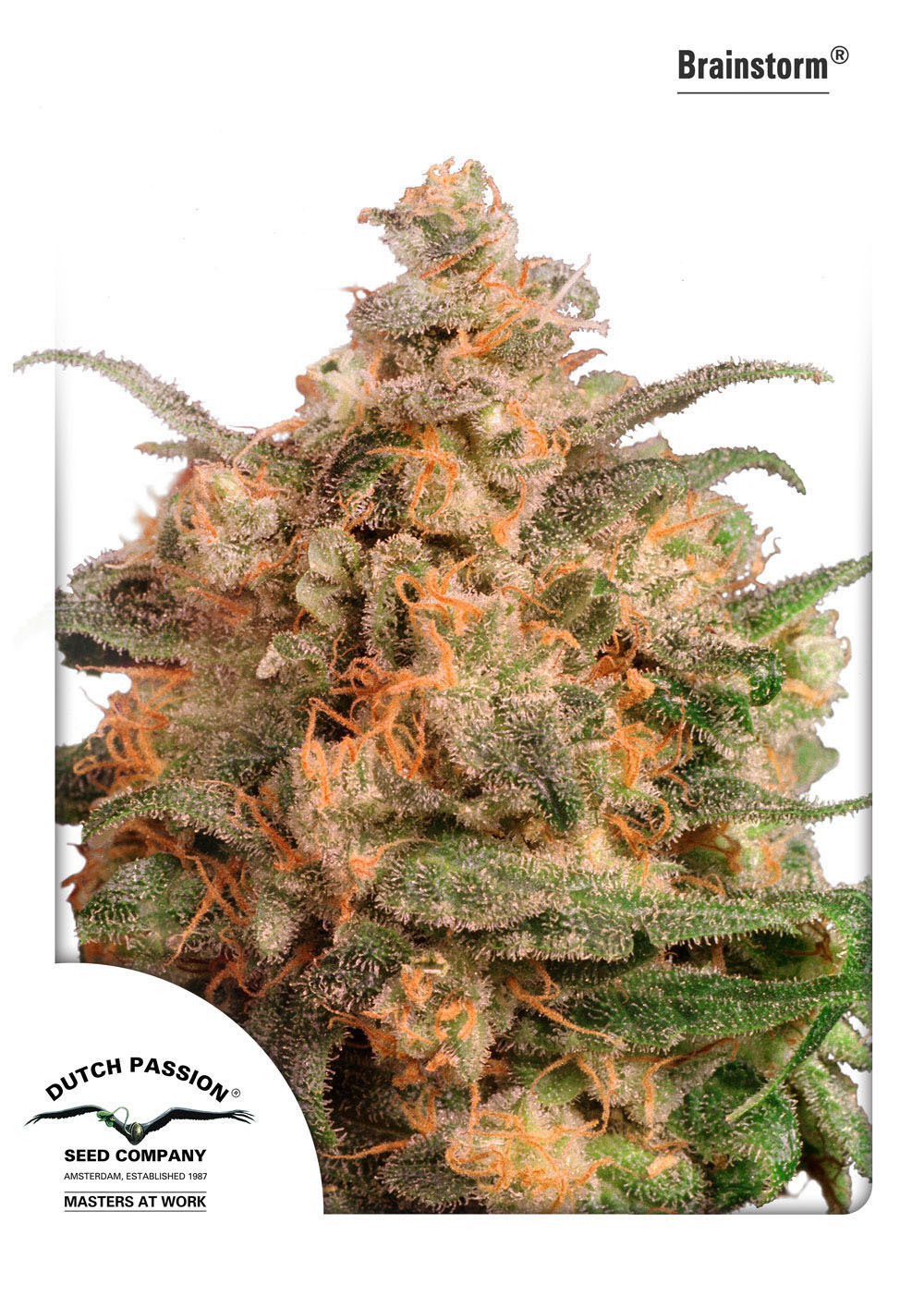 Dutch Passion - Brainstorm (fem.)