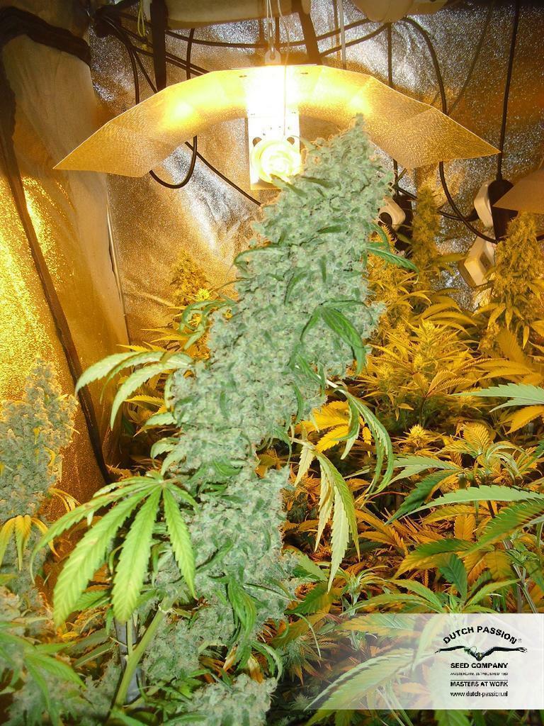 Dutch Passion - Brainstorm (fem.)