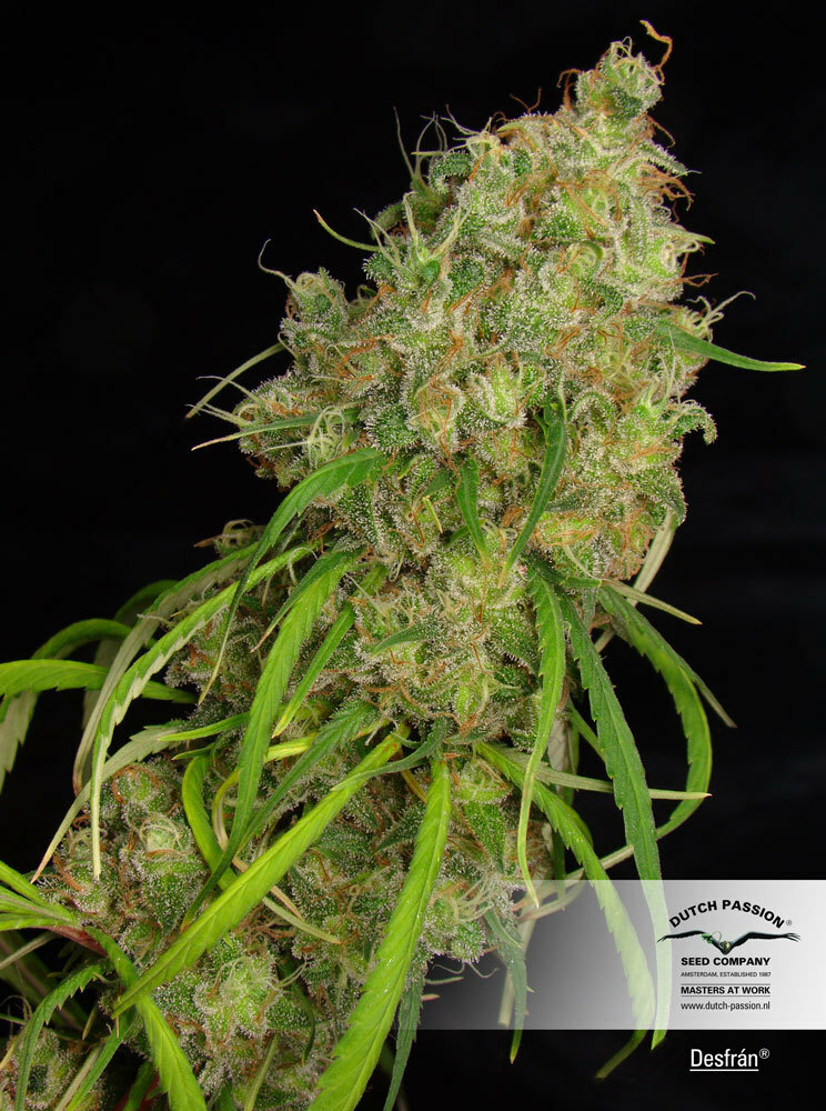 Dutch Passion - Desfran (fem.)
