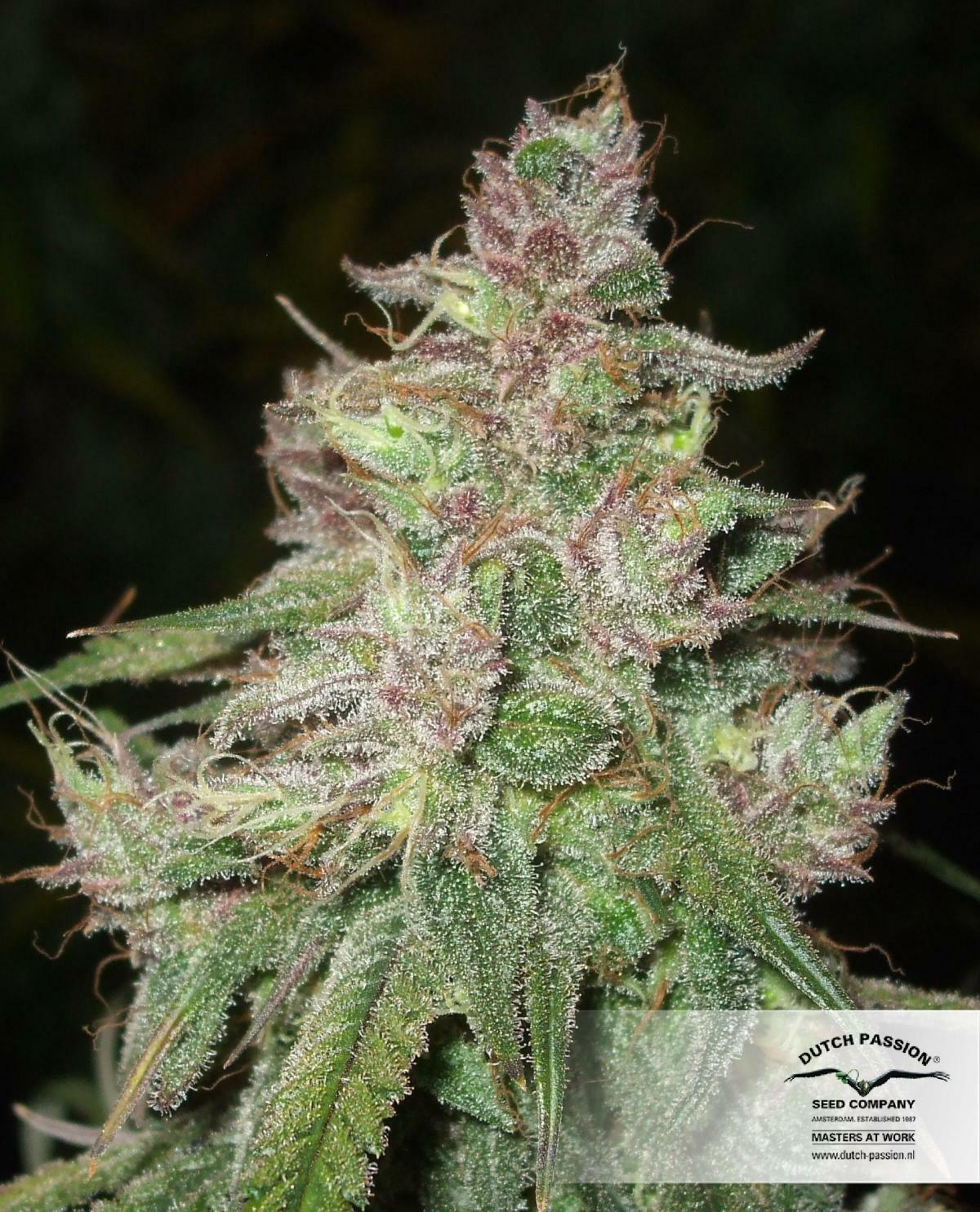 Dutch Passion - Desfran (fem.)