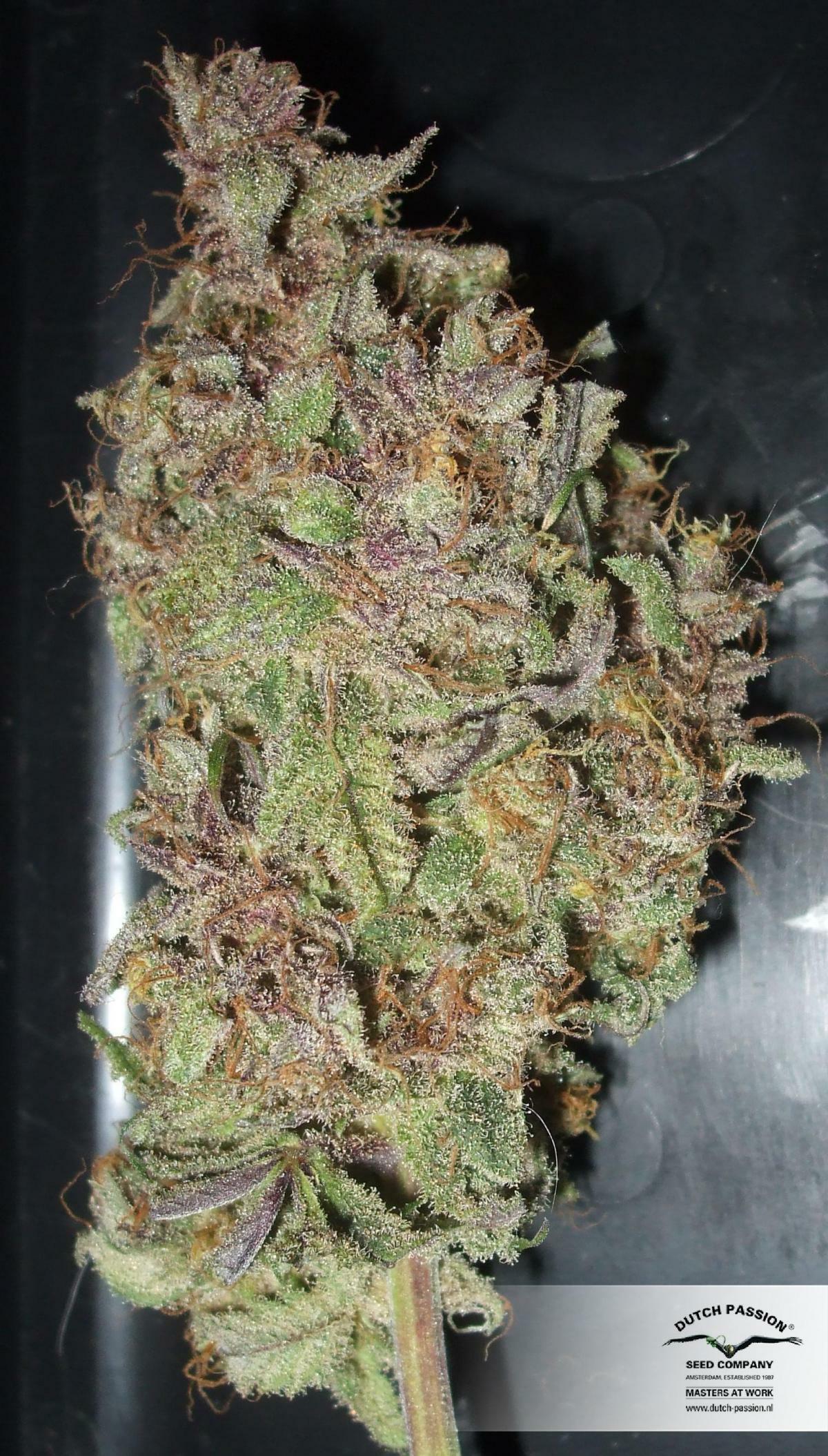 Dutch Passion - Desfran (fem.)