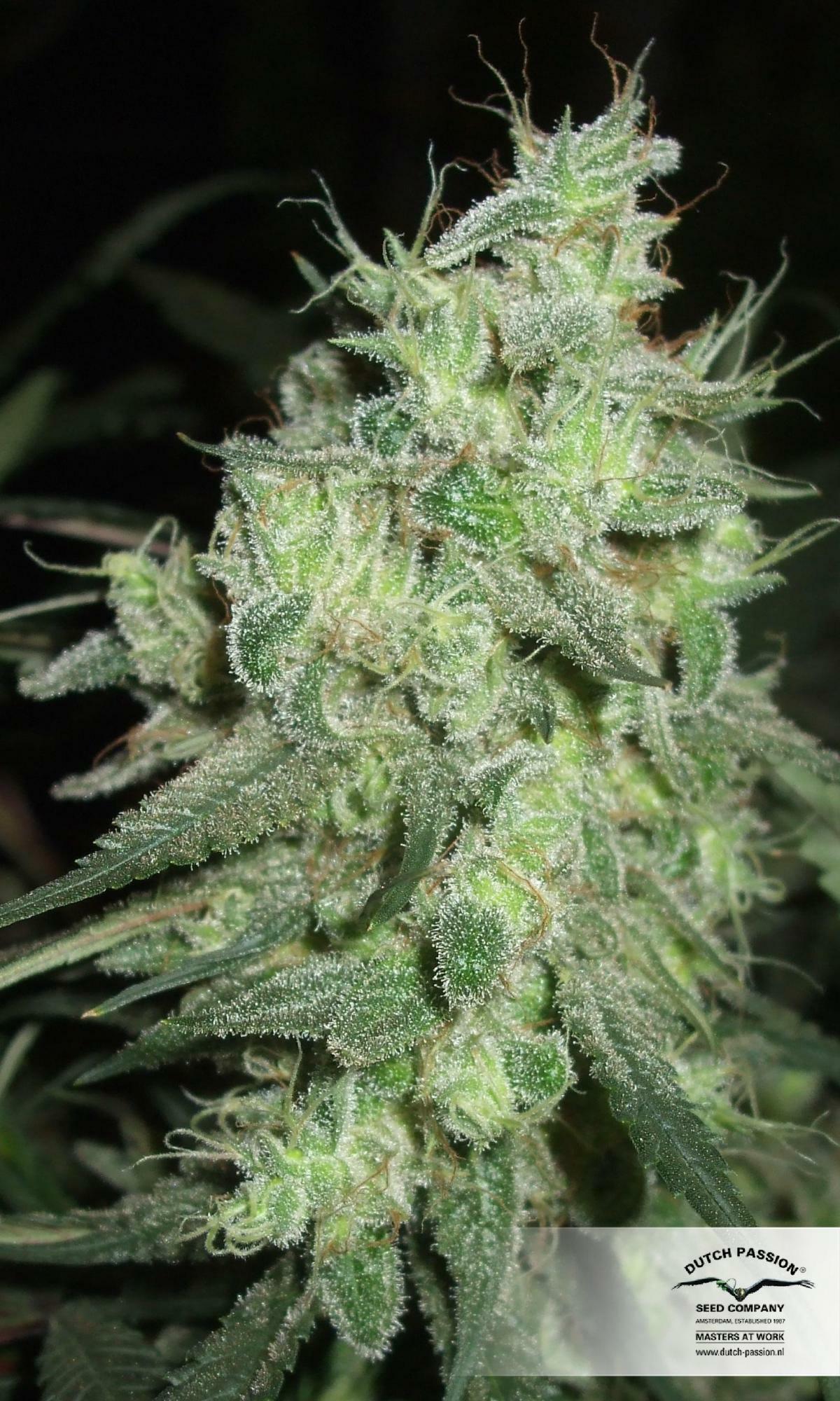 Dutch Passion - Desfran (fem.)